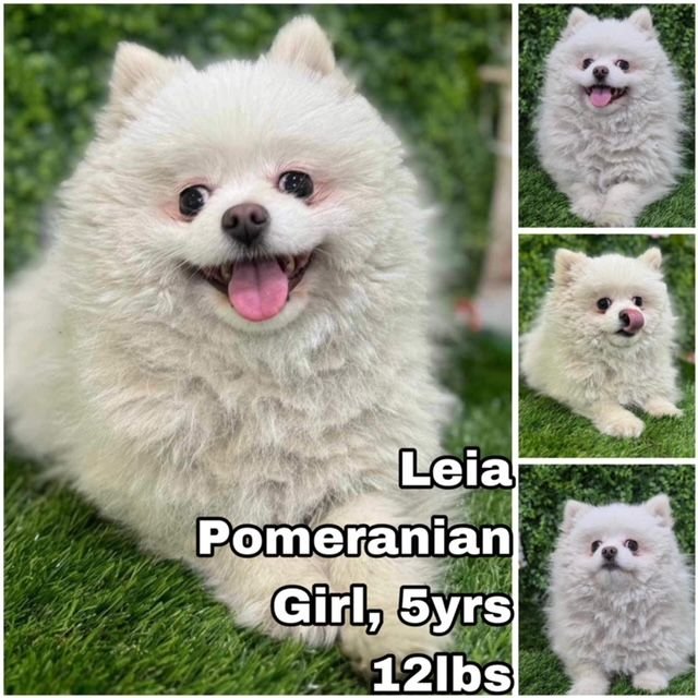 adoptable Dog in Federal Way, WA named Leia from Korea