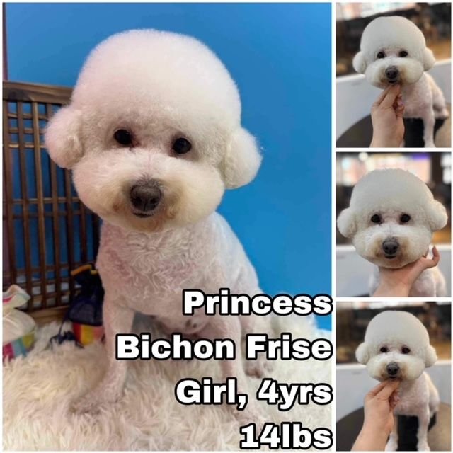 adoptable Dog in Federal Way, WA named Princess from Korea