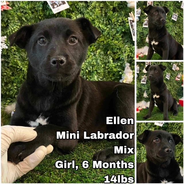 adoptable Dog in Federal Way, WA named Ellen from Korea