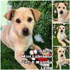 adoptable Dog in  named Sarah from Korea