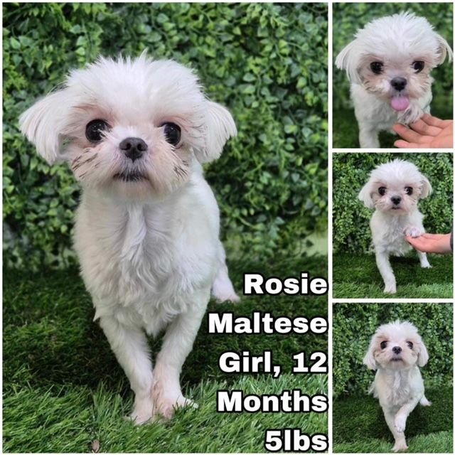 adoptable Dog in Federal Way, WA named Rosie from Korea