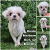 adoptable Dog in  named Rosie from Korea