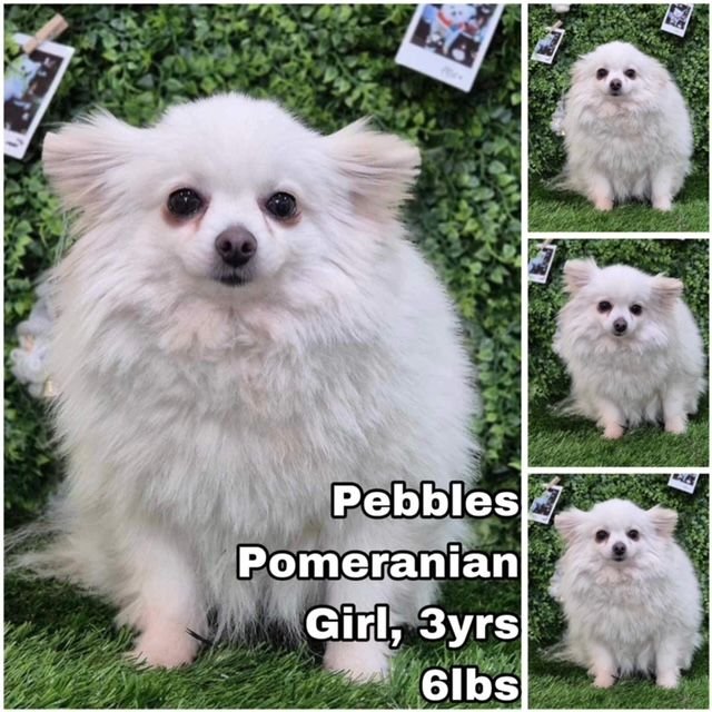 adoptable Dog in Federal Way, WA named Pebbles from Korea