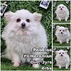 adoptable Dog in  named Pebbles from Korea