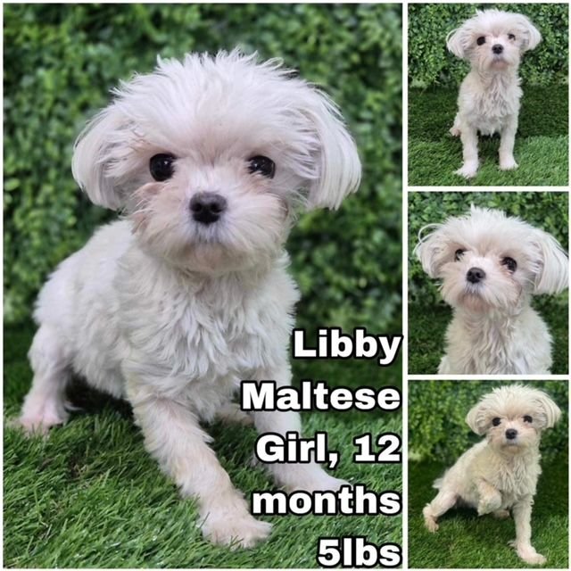 adoptable Dog in Federal Way, WA named Libby from Korea