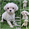 adoptable Dog in  named Libby from Korea