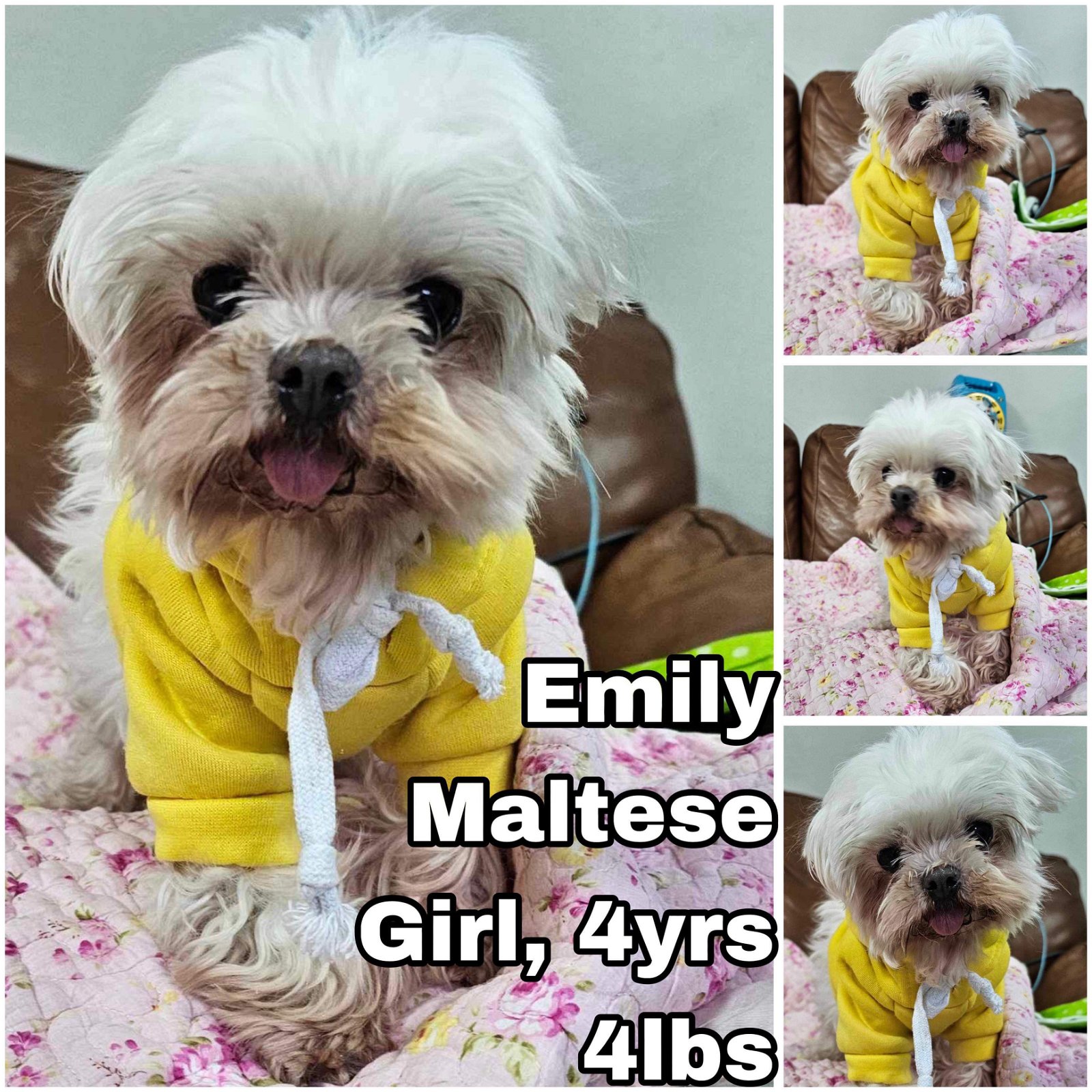 adoptable Dog in Federal Way, WA named Emily for Korea