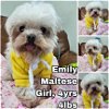 adoptable Dog in  named Emily for Korea