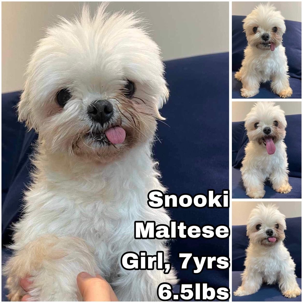 adoptable Dog in Federal Way, WA named Snooki from Korea