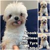 adoptable Dog in , WA named Snooki from Korea