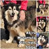 adoptable Dog in federal way, WA named Akira from Korea