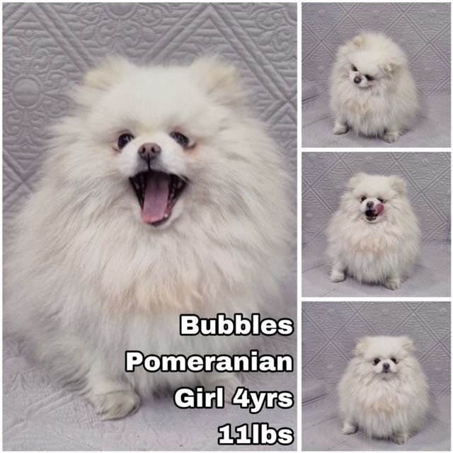 adoptable Dog in Federal Way, WA named Bubbles from Korea