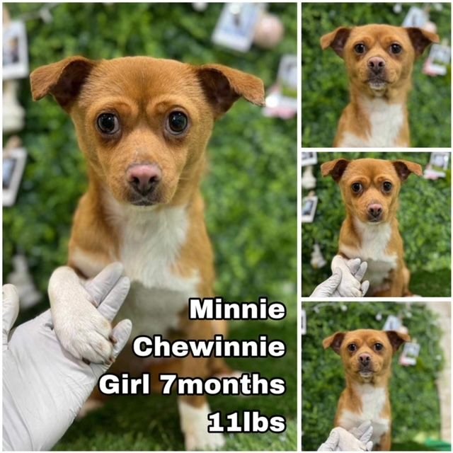 adoptable Dog in Federal Way, WA named Minnie from Korea