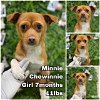 adoptable Dog in  named Minnie from Korea