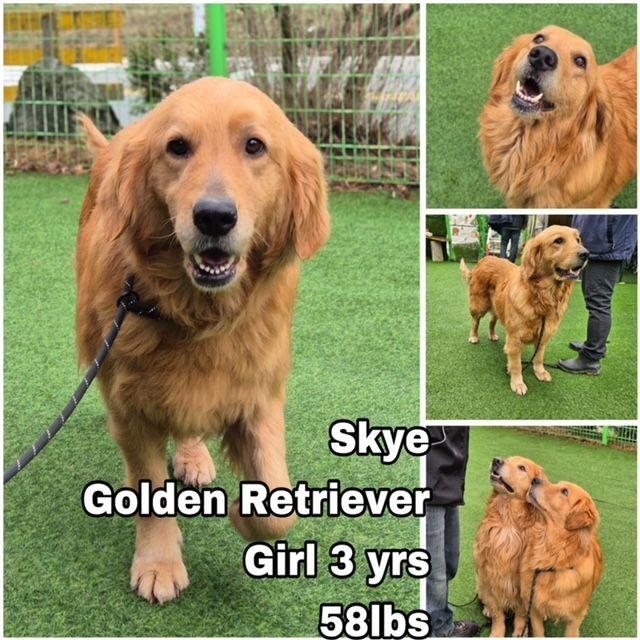 adoptable Dog in Federal Way, WA named Skye from Korea
