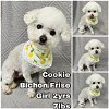 adoptable Dog in  named Cookie from Korea