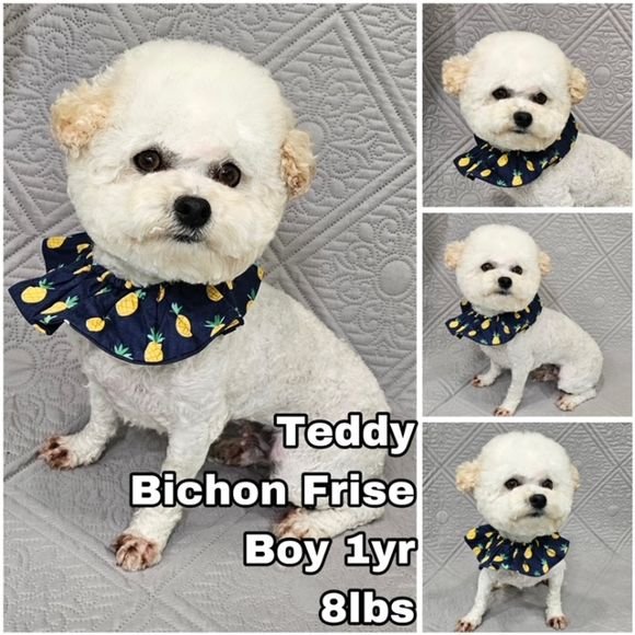 adoptable Dog in Federal Way, WA named Teddy from Korea