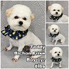 adoptable Dog in  named Teddy from Korea