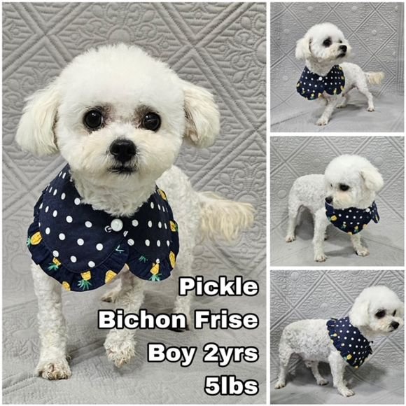 adoptable Dog in Federal Way, WA named Pickle from Korea