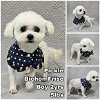 adoptable Dog in  named Pickle from Korea