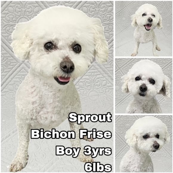 adoptable Dog in Federal Way, WA named Sprout from Korea
