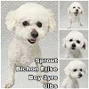 adoptable Dog in  named Sprout from Korea