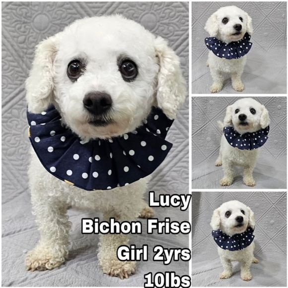 adoptable Dog in Federal Way, WA named Lucy from Korea