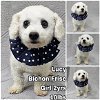 adoptable Dog in  named Lucy from Korea