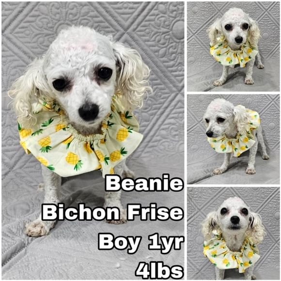 adoptable Dog in Federal Way, WA named Beanie from Korea