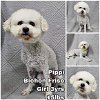 adoptable Dog in  named Pippi from Korea