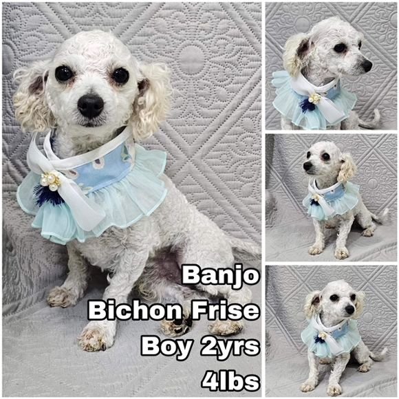 adoptable Dog in Federal Way, WA named Banjo from Korea