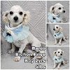 adoptable Dog in  named Banjo from Korea