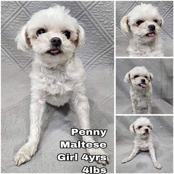 adoptable Dog in Federal Way, WA named Penny from Korea