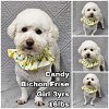 adoptable Dog in  named Candy from Korea