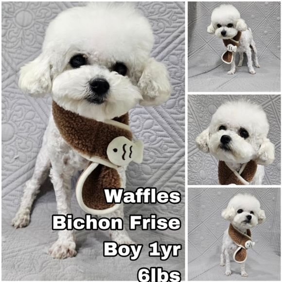 adoptable Dog in Federal Way, WA named Waffles from Korea