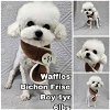 adoptable Dog in  named Waffles from Korea