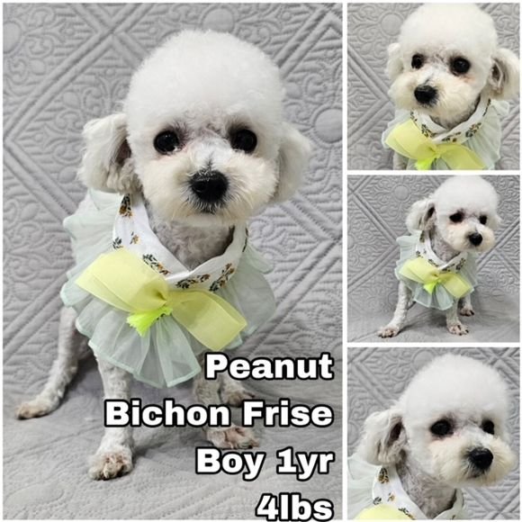 adoptable Dog in Federal Way, WA named Peanut from Korea