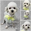 adoptable Dog in  named Peanut from Korea