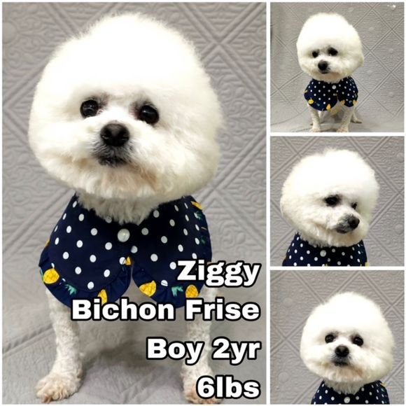 adoptable Dog in Federal Way, WA named Ziggy from Korea