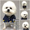 adoptable Dog in  named Ziggy from Korea