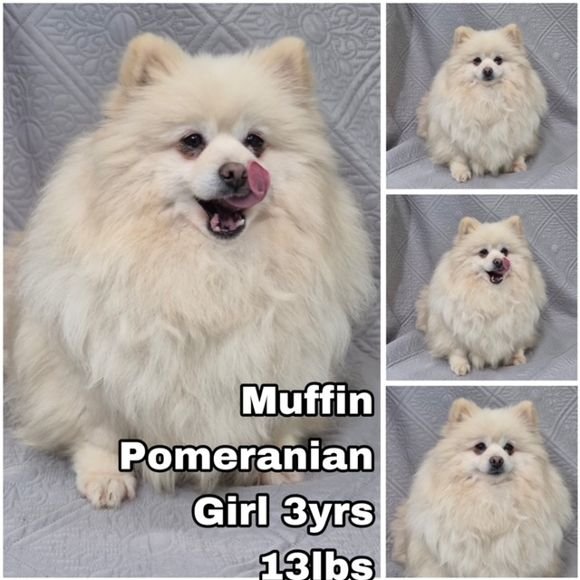 adoptable Dog in Federal Way, WA named Muffin from Korea