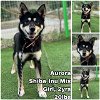 adoptable Dog in federal way, WA named Aurora from Korea