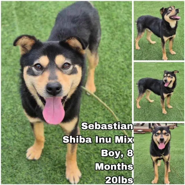 Sebastian From Korea - Shiba Inu