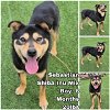 adoptable Dog in  named Sebastian from Korea