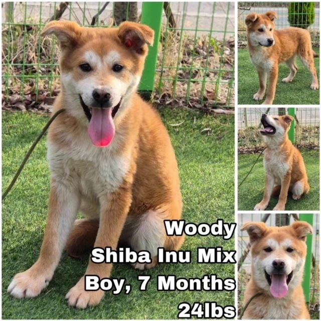 adoptable Dog in Federal Way, WA named Woody from Korea