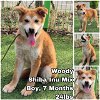 adoptable Dog in  named Woody from Korea