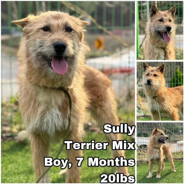 adoptable Dog in Federal Way, WA named Sully from Korea