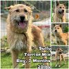 adoptable Dog in , WA named Sully from Korea