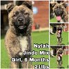 adoptable Dog in , WA named Nylah from Korea