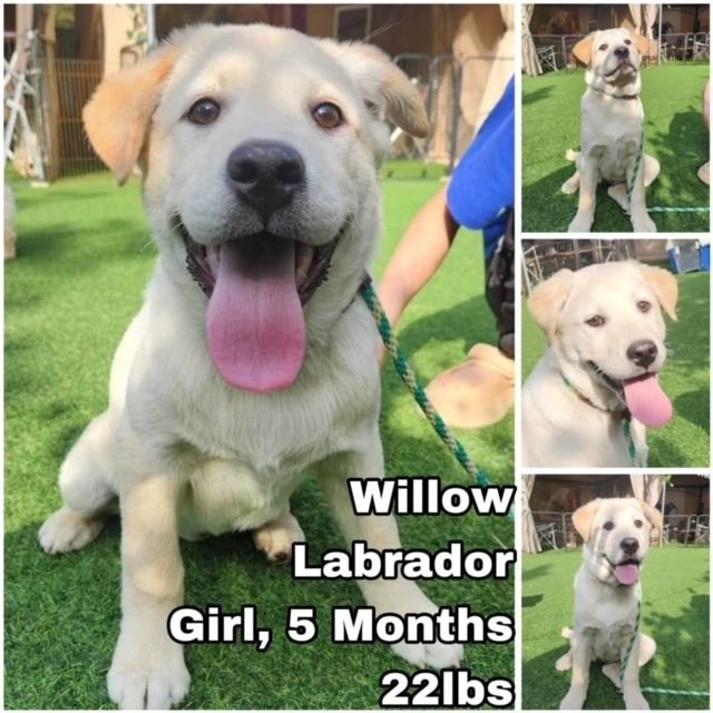 adoptable Dog in Federal Way, WA named Willow from Korea